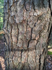 Pinus virginiana