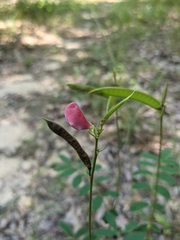 Tephrosia spicata