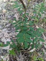 Tephrosia spicata