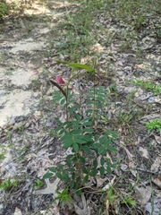 Tephrosia spicata