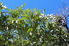 Cussonia paniculata sinuata