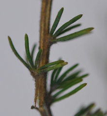 Aspalathus barbigera