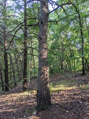 Pinus virginiana