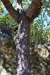 Cussonia paniculata sinuata