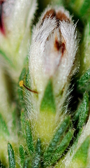 Aspalathus barbigera