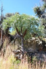 Cussonia paniculata sinuata