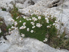 Gypsophila tenuifolia
