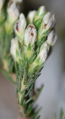 Aspalathus barbigera