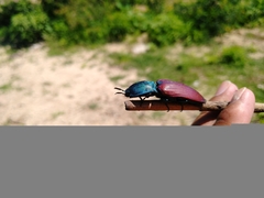 Chalcolepidius rubripennis