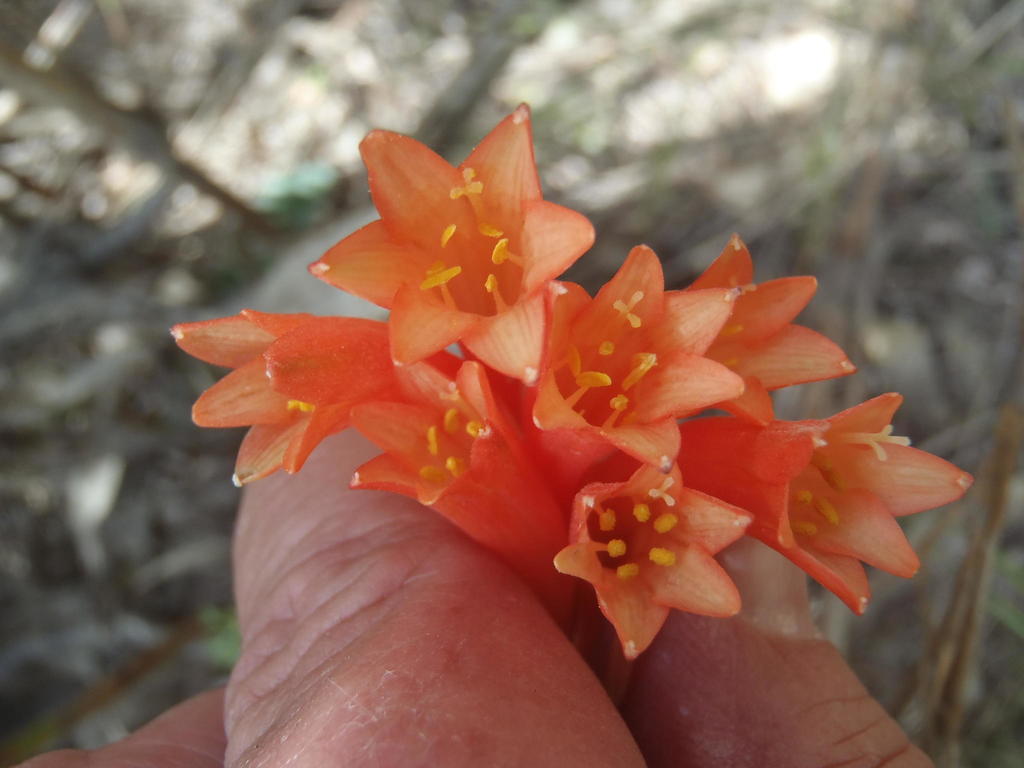 Cyrtanthus angustifolius, Swartberg Pass
