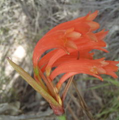 Cyrtanthus angustifolius