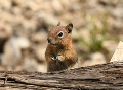 Callospermophilus lateralis certus