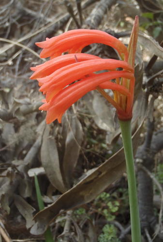 Cyrtanthus angustifolius