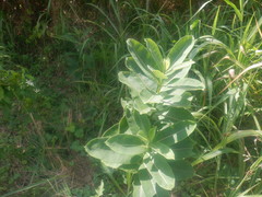 Asclepias syriaca