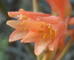 Cyrtanthus angustifolius