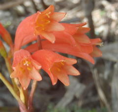 Cyrtanthus angustifolius