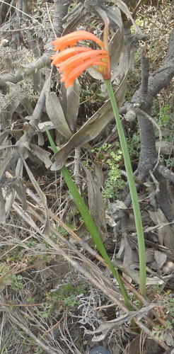 Cyrtanthus angustifolius