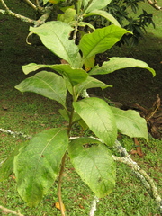 Iochroma arborescens