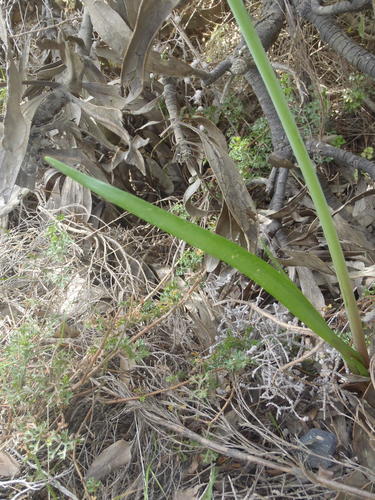 Cyrtanthus angustifolius