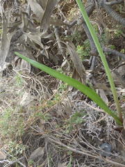 Cyrtanthus angustifolius