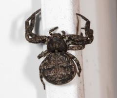 Bassaniana utahensis