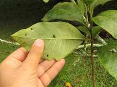 Iochroma arborescens