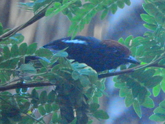 Sakesphorus luctuosus