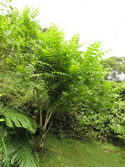 Juglans neotropica