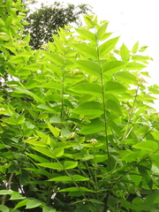 Juglans neotropica