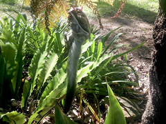 Petaurus norfolcensis