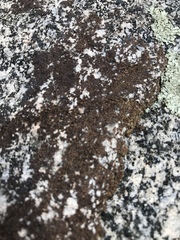 Acarospora fuscata