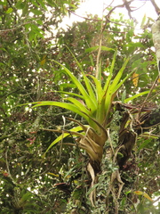Tillandsia elongata
