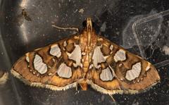 Nausinoe quadrinalis