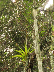 Tillandsia elongata