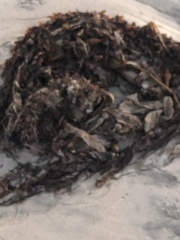 Lessoniaceae