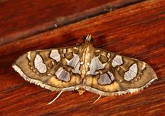 Nausinoe quadrinalis