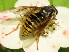 Temnostoma alternans