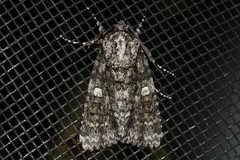 Acronicta afflicta