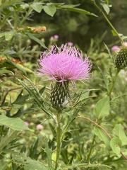 Cirsium carolinianum