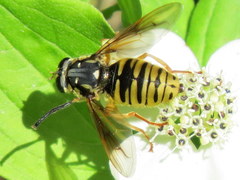 Temnostoma alternans