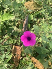 Petunia integrifolia