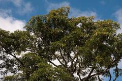 Albizia suluensis