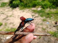 Chalcolepidius rubripennis