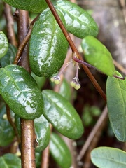 Boquila trifoliolata