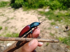 Chalcolepidius rubripennis