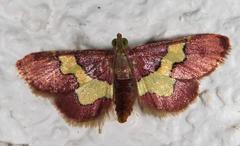 Bostra xanthorhodalis