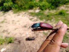 Chalcolepidius rubripennis