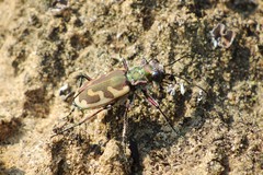 Cicindela lengi versuta