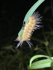Pygarctia