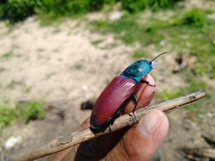 Chalcolepidius rubripennis